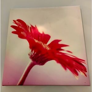 Beautiful Flower Canvas